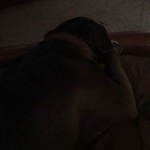 Meet your Posher, Craig